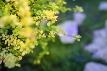 Bright young foliage of barberry closeup. The barberry in the spring.