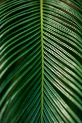 Bright palm leaf close up. Palm branch. Palm leaf. Sun glare.