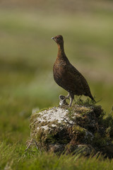 Red Grouse (Lagopus lagopus scoticus) Yorkshire Dales UK