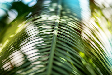 Bright palm leaf close up. Palm branch. Palm leaf. Sun glare.