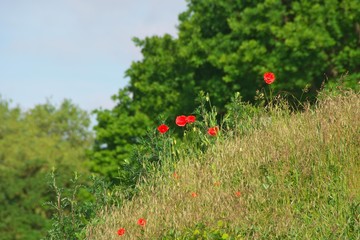 Mohnblumen am Waldrand