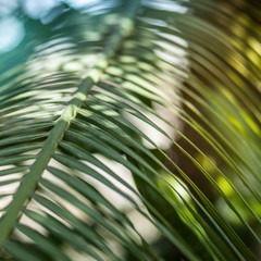 Bright palm leaf close up. Palm branch. Palm leaf. Sun glare.