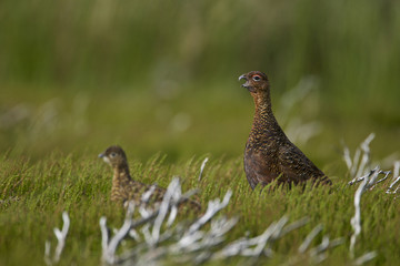 Red Grouse (Lagopus lagopus scoticus) Yorkshire Dales UK