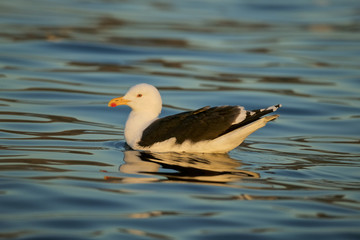 Lesser black-backed gull (Larus fuscus) floating on the surface
