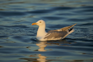 Fototapeta na wymiar hering gull (Larus argentatus) floating on the surface