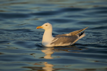 hering gull (Larus argentatus) floating on the surface