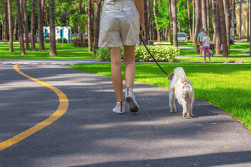 Young woman and Parson Russell Terrier dog walking in a park