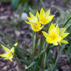 Yellow tulips. First flowers after winter. Spring. Tulip.