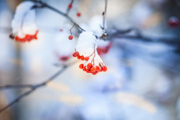bright bunches of rowan and first snow