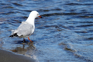 Seagull Walking on Beach