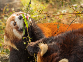 Lesser panda eating bamboo leaves