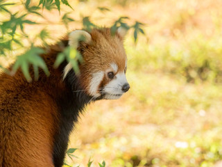 Lesser panda