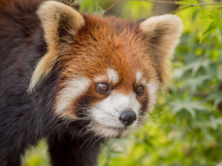 Obraz premium Lesser panda