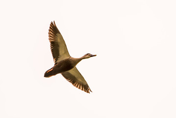 bird