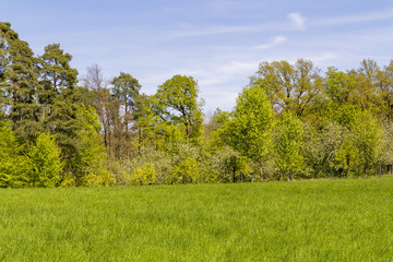 sunny woodside scenery