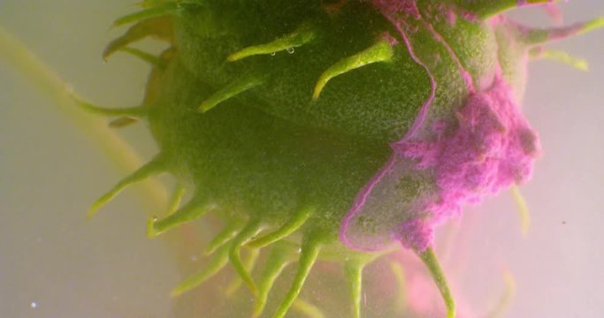 Seeds Castor plant in color liquid. ( Ricinus communis). Similar to bacteria, virus. Close up. Macro. 4K.
