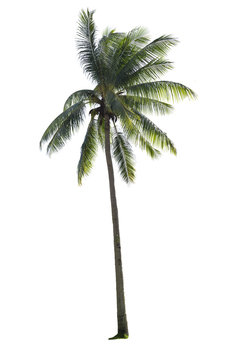 Coconut Palm Tree Isolated On White Background