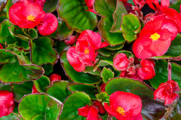 red flowers