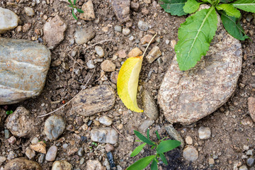 cocnept of autumn