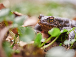 Frog hiding in the leaves