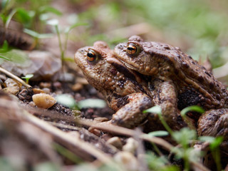 Male frog carrying a female