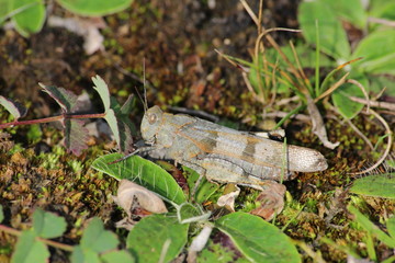 criquet à ailes bleue