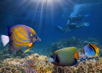 Fototapeta na wymiar Four divers among fish. Red Sea