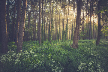 Magic foggy forest. Beautiful sunrise in morning forest