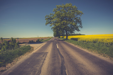 Yellow oilseed rape field under the blue sky with sun. Rural landscape