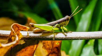 Green grasshopper on branch