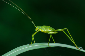 Insect, grasshopper.
