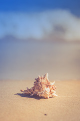 Fototapeta na wymiar Summer beach with a starfish on a background. Summer beach background.