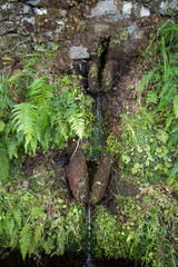 Tropical forest in the mountains on Madeira island . Portugal