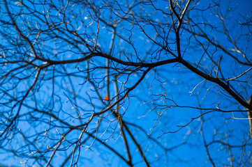 Abstract of dry branch on blue sky background with red leaves on branches. select focus