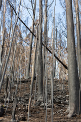 World heritage forests of Madeira terribly destroyed by fires in 2016. Some of trees have enormous will of life and survived this disaster.