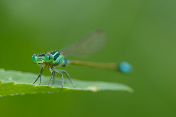 Insects, Dragonfly, Damselfly.