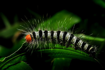 Worm on a grass in the garden