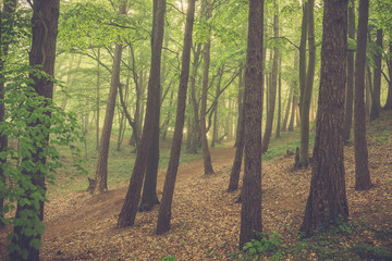 Magic foggy forest. Beautiful sunrise in morning forest