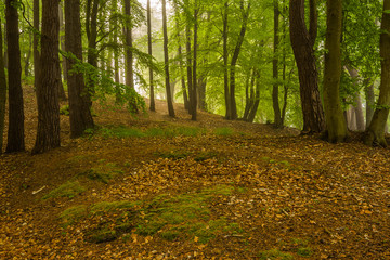 Magic foggy forest. Beautiful sunrise in morning forest