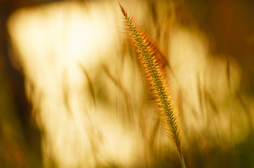 sky, spring ,season,, nature, outdoor,background,