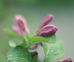 pink flowers in the garden