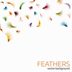 Vector illustration of  colorful  exotic feathers.
