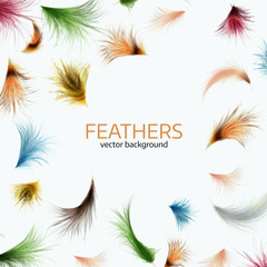 Fototapeta na wymiar Vector illustration of colorful exotic feathers.