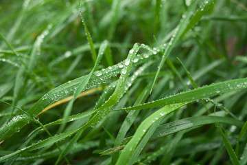 green grass with rain drops in summer day, closeup photo, motning dew