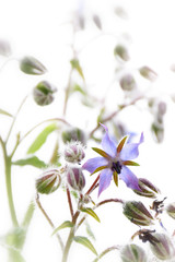 Il bel fiore della borraggine,con i suoi petali a stella di color azzurro.