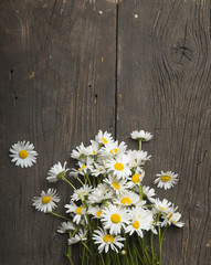 Obraz premium bunch of fresh camomile flowers on blue background