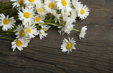 Obraz premium bunch of fresh camomile flowers on blue background