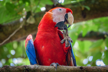 The Scarlet Macaw cleaning nails with beak