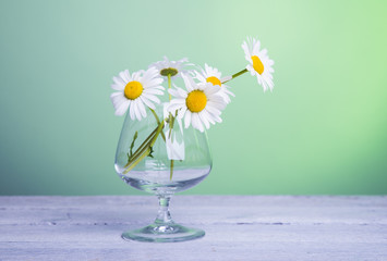 bunch of fresh camomile flowers on blue background