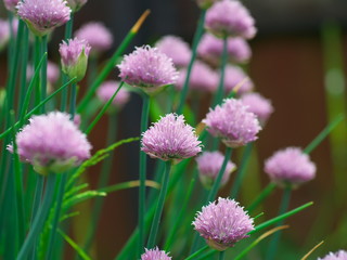 Chive onion flowers in a garden